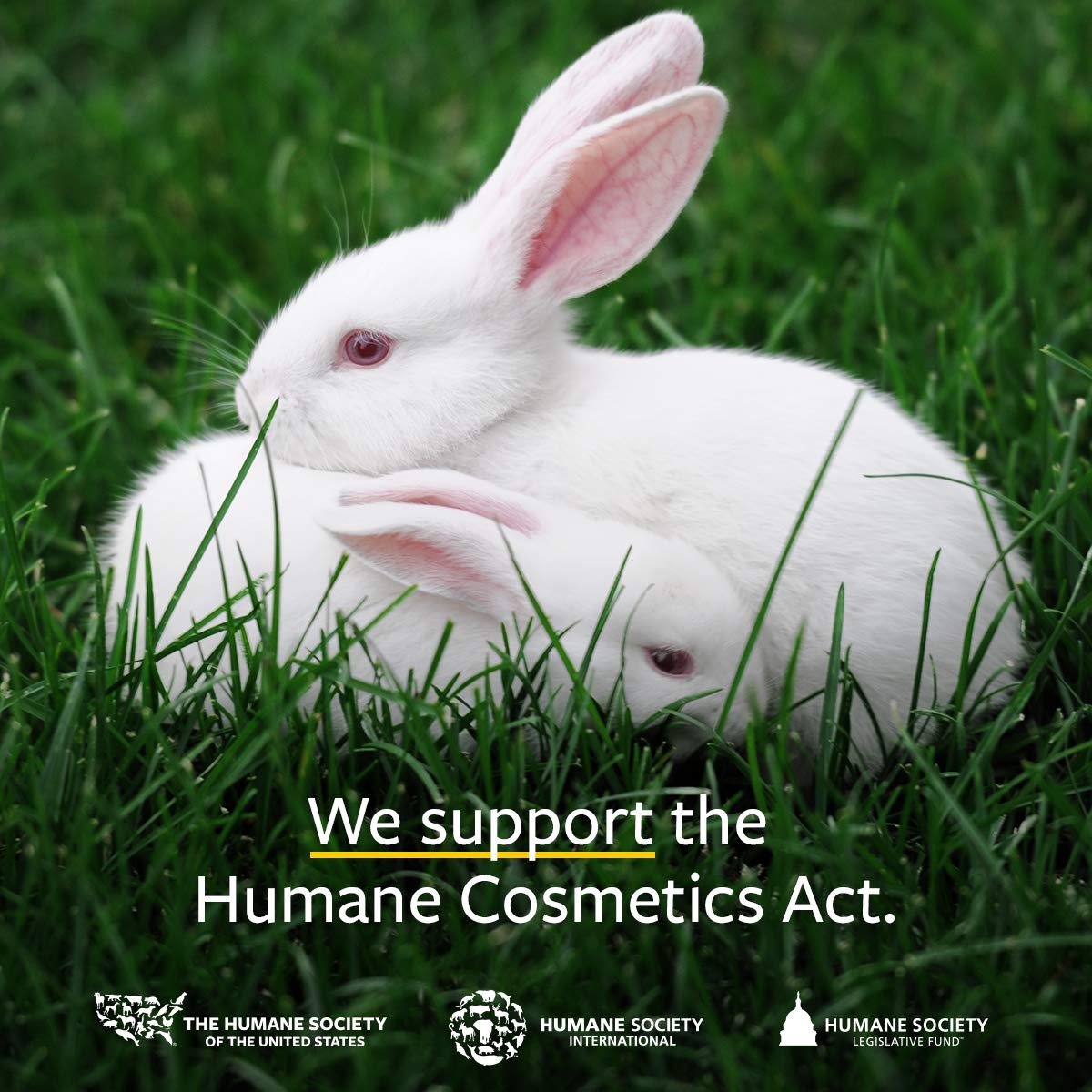 US Organic 100% Pure Lemon Essential Oil - USDA Certified Organic, Cold Pressed - W/Euro droppers (More Size Variations Available) (10 ml)