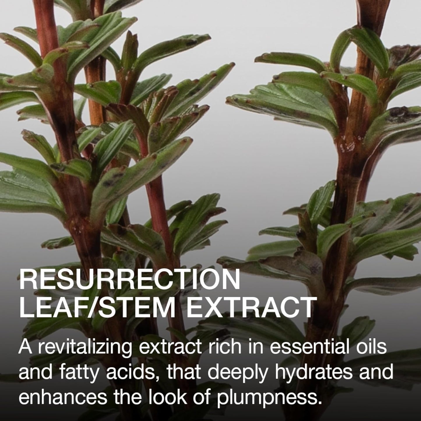 Ogee Beyond Clean Lip Gloss - Certified Organic Lip Gloss for Women - Effortlessly Plump, Hydrate & Add High-Shine Color, Thistle - Sheer Vibrant Pink