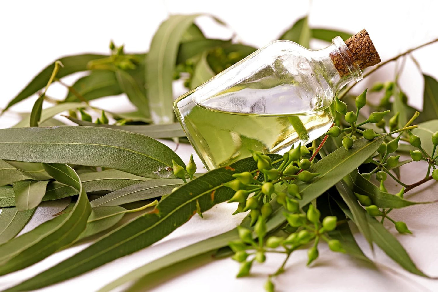 Eucalyptus Pure Oil (Globulus) - 1/2 Gallon (64 oz)