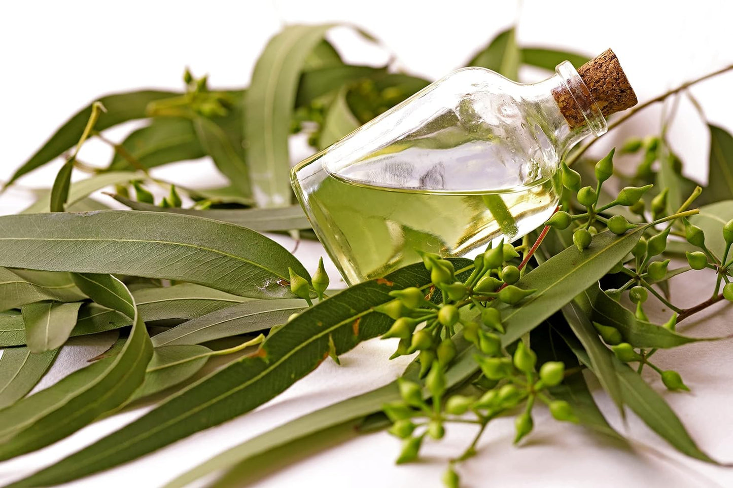 Eucalyptus Pure Oil (Globulus) - 1 Gallon