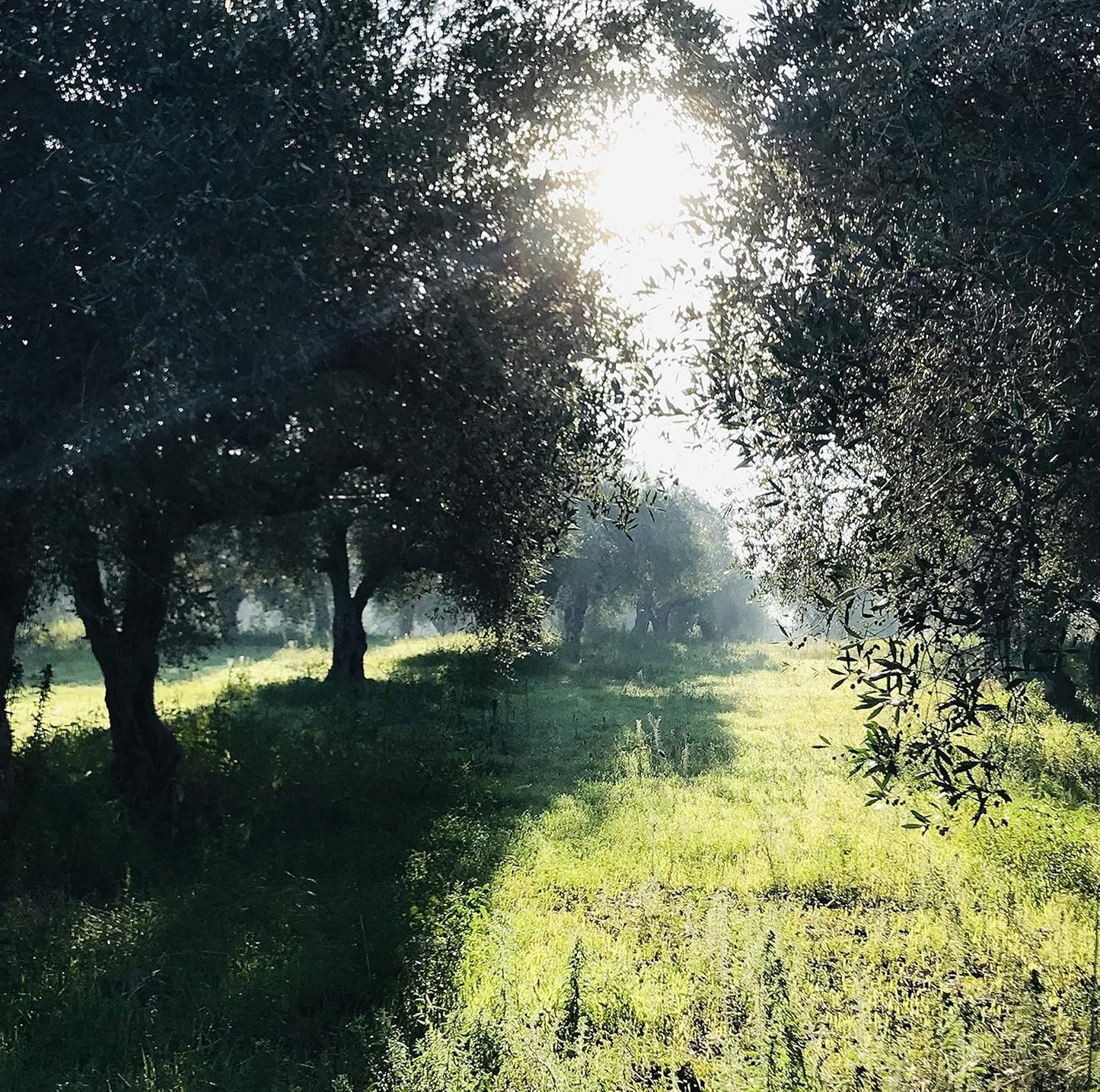 High Mountain Organic & Heirloom EVOO Combo from Little Gypsy Farms | Extra Virgin Olive Oil from a Single Estate in Greece | First Cold-Pressed | High Polyphenols & Amino Acids | Non-GMO | 350ml (2 Pack)