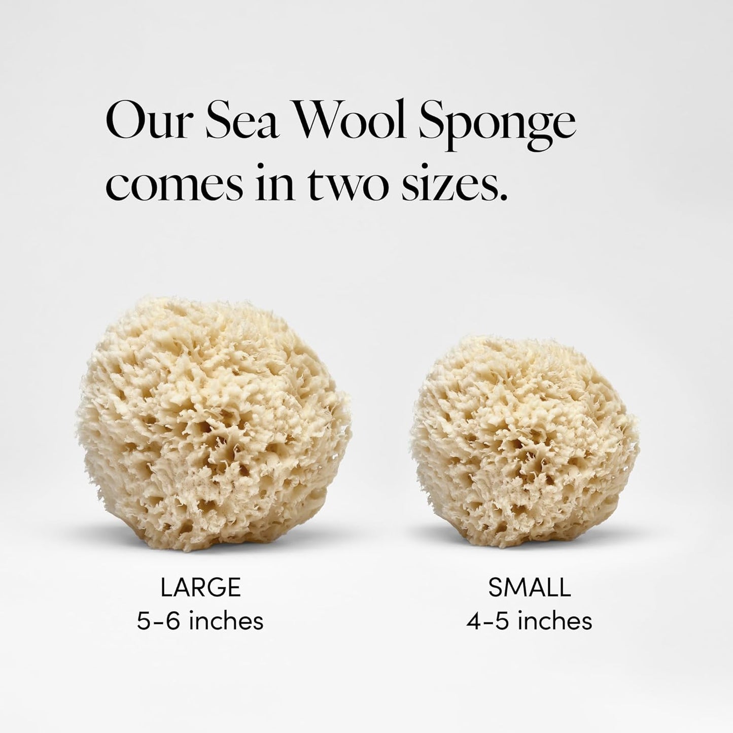 LATHER - Natural Sea Wool Sponge, 5-6" - Organic Exfoliating Body Scrubber - Soft, Gentle Cleansing - Hypoallergenic - All Skin Types - Florida Natural Loofah Sponge - Cruelty Free - Beauty & Skincare