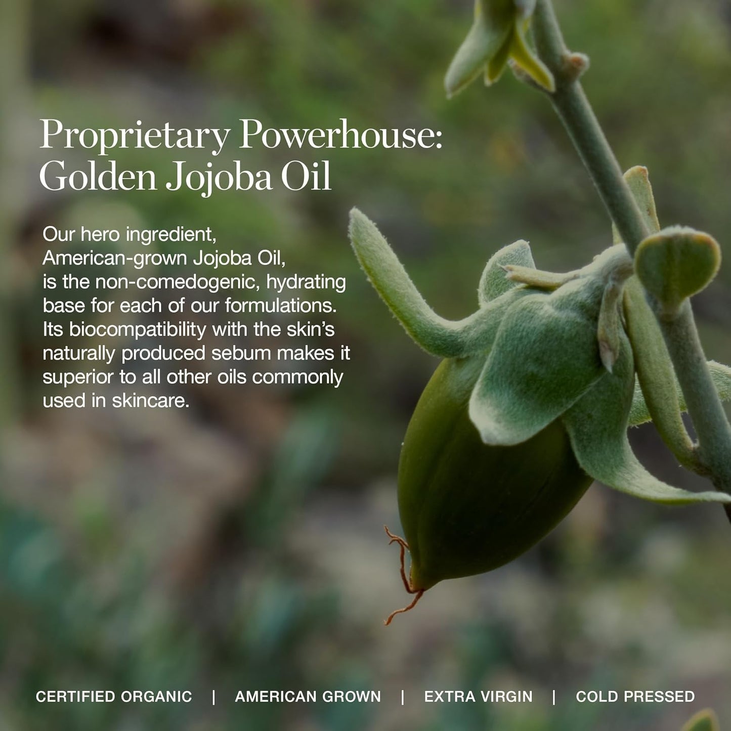 Ogee Complexion Perfecting Under Eye Concealer - Certified Organic Full Coverage Concealer - Buildable Coverage - CYPRESS 1.50C - Light Medium (Cool Undertones)