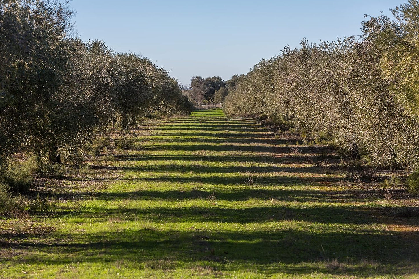 Extra Virgin Olive Oil - Santa Maria Portuguese Vintage Metal Tin - 1 L. This is a brand with almost 100 Years.