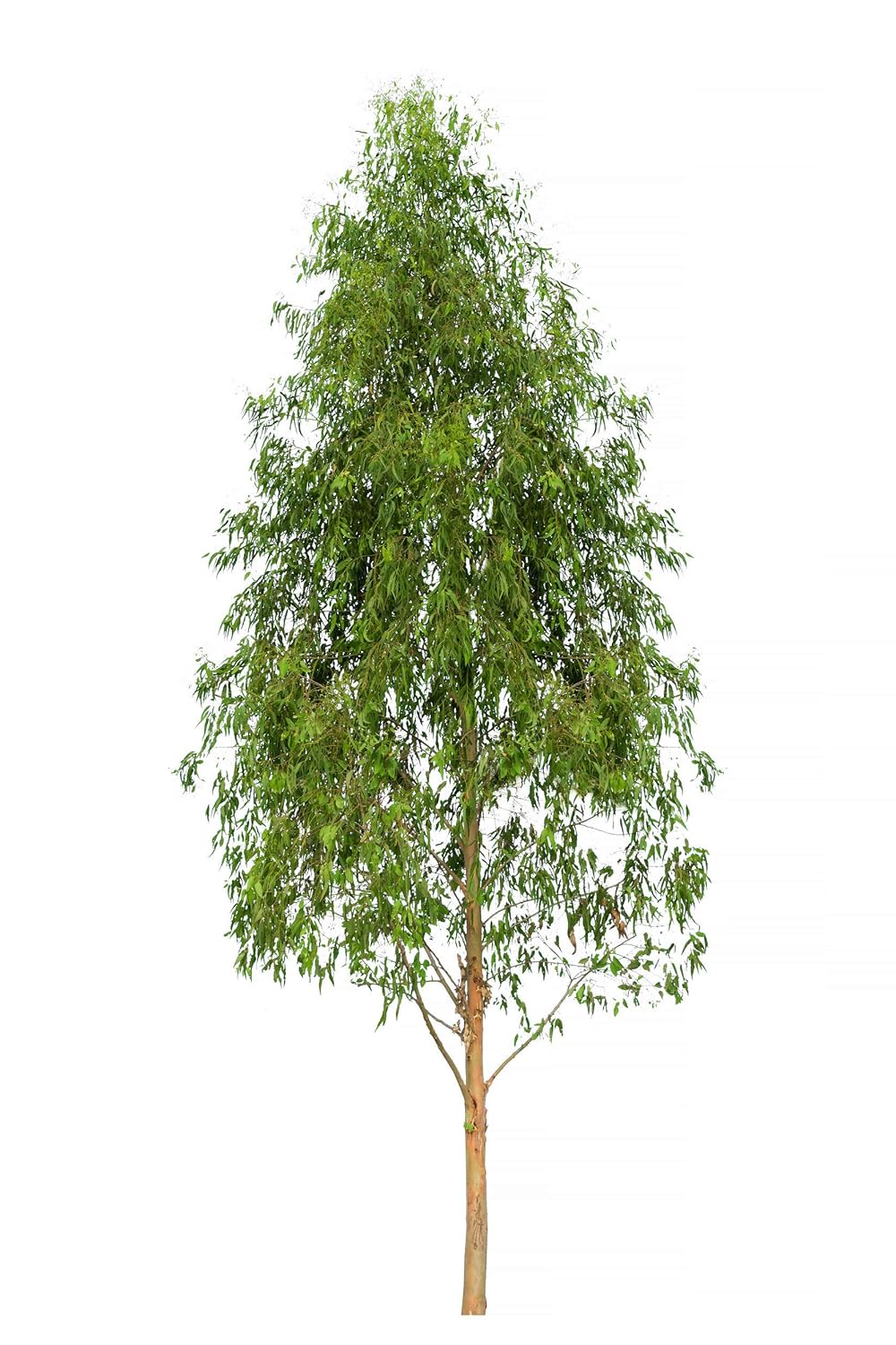 US Organic 100% Pure Eucalyptus Essential Oil (Radiata) - USDA Certified Organic, Steam Distilled - W/Euro droppers (More Size Variations Available) (30 ml / 1 fl oz)