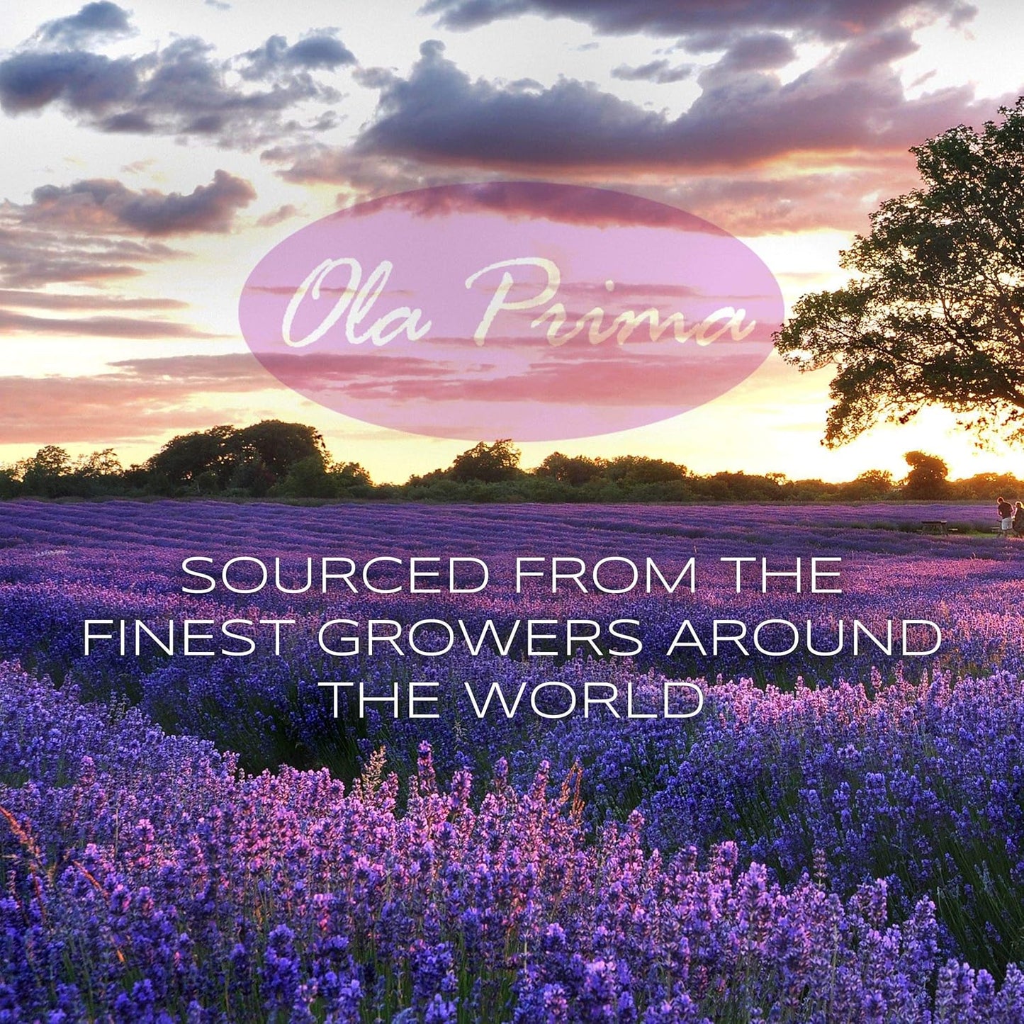 Ola Prima Oils 8oz - Rose Geranium Essential Oil - 8 Fluid Ounces